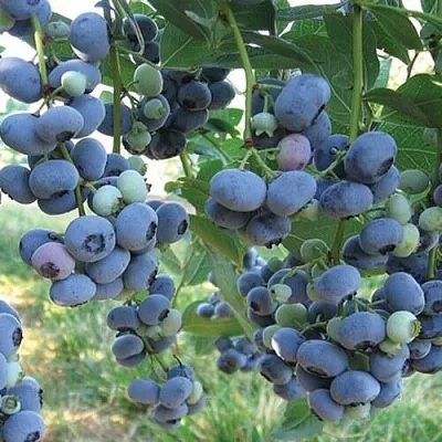 Голубика ЛИБЕРТИ  Голубика ЛИБЕРТИ в Новосибирске