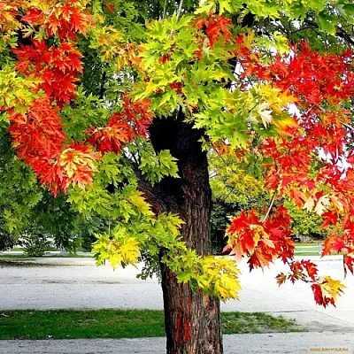 Клен Клен в Новосибирске