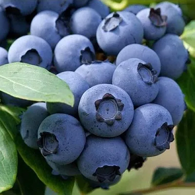 Голубика СПАРТАН  Голубика СПАРТАН в Новосибирске