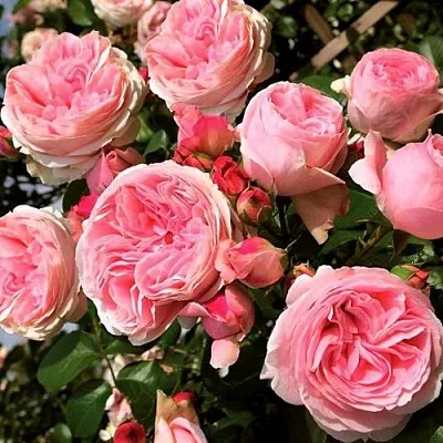 Саженцы роз ДЖАРДИНА плетистая  Саженцы роз ДЖАРДИНА плетистая в Новосибирске