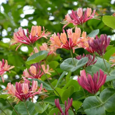 Жимолость ГЕКРОТА в Новосибирске