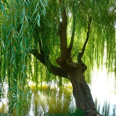 Ива Ива в Новосибирске