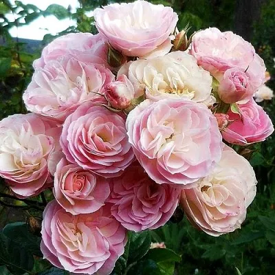 Саженцы роз БУКЕТ ПАРФЕ мускусная в Новосибирске