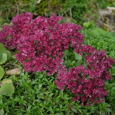 Очиток (седум) РУБИ ГЛОУ скальный в Новосибирске