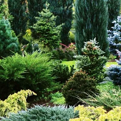 Хвойные растения  Хвойные растения в Новосибирске