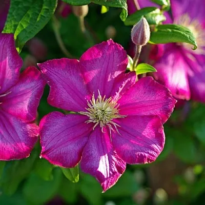 Клематис КАРМЕНСИТА  Клематис КАРМЕНСИТА в Новосибирске