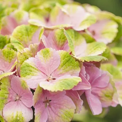 Гортензия МЭДЖИКАЛ КРИСТАЛЛ крупнолистная в Новосибирске