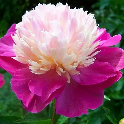 Пион ГЕЙ ПАРИ травянистый  Пион ГЕЙ ПАРИ травянистый в Новосибирске