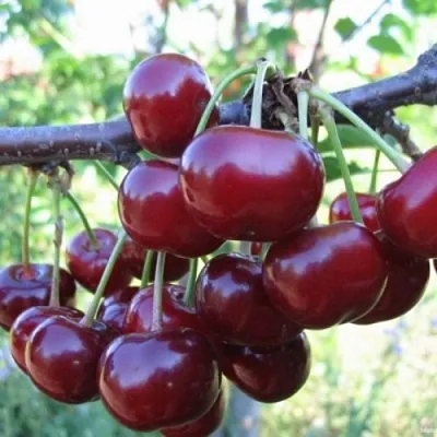 Вишня НОРД СТАР в Новосибирске