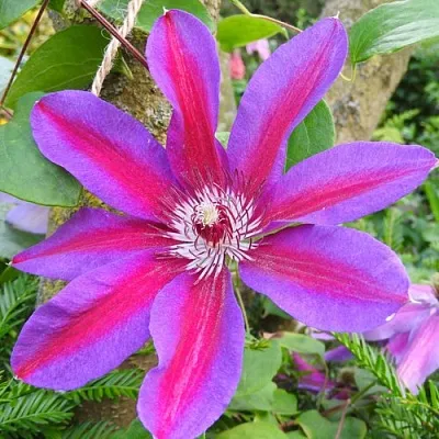 Клематис АКАИШИ  Клематис АКАИШИ в Новосибирске