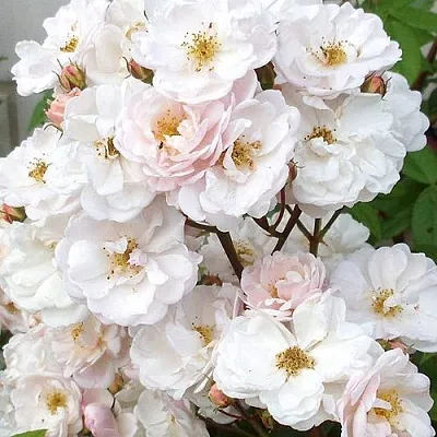 Мускусная Мускусная в Новосибирске