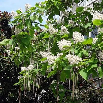 Катальпа Катальпа в Новосибирске