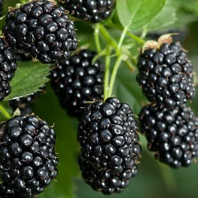 Ежевика ЧЕРНАЯ МАГИЯ ремонтантная  Ежевика ЧЕРНАЯ МАГИЯ ремонтантная в Новосибирске