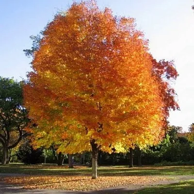 Клен серебристый в Новосибирске