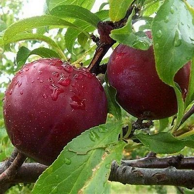 Слива КЛЕОПАТРА в Новосибирске