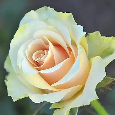 Саженцы роз ТАЛЕЯ чайно-гибридная в Новосибирске