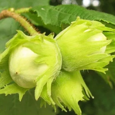 Фундук КАТАЛОНСКИЙ  Фундук КАТАЛОНСКИЙ в Новосибирске