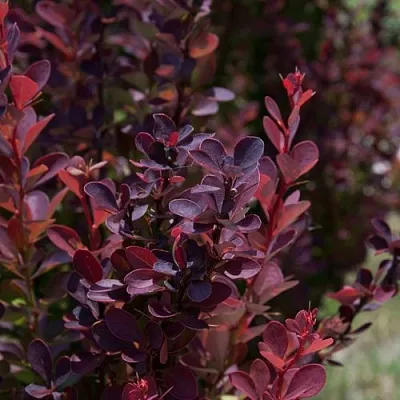 Барбарис ХЕЛМОНД ПИЛЛАР тунберга  Барбарис ХЕЛМОНД ПИЛЛАР тунберга в Новосибирске