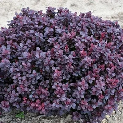 Барбарис КОНКОРД тунберга  Барбарис КОНКОРД тунберга в Новосибирске