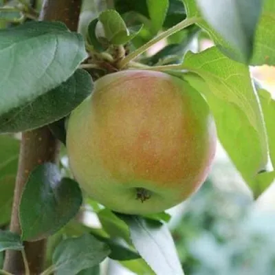 Яблоня ПОДСНЕЖНИК стелющаяся  Яблоня ПОДСНЕЖНИК стелющаяся в Новосибирске