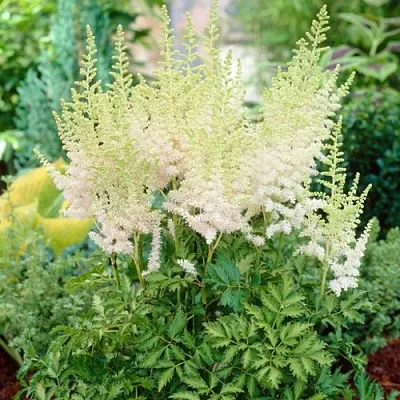 Астильба МИЛК ЭНД ХАНИ китайская  Астильба МИЛК ЭНД ХАНИ китайская в Новосибирске