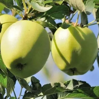 Яблоня САХАРНАЯ  Яблоня САХАРНАЯ в Новосибирске