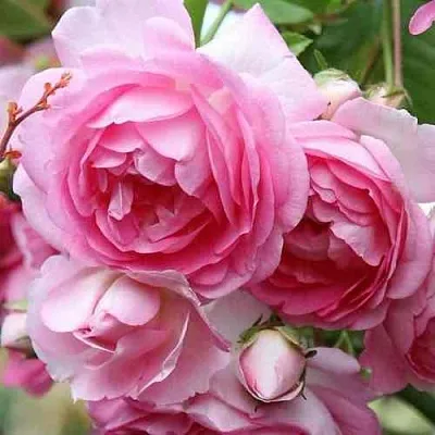 Саженцы роз ЖАСМИНА плетистая  Саженцы роз ЖАСМИНА плетистая в Новосибирске