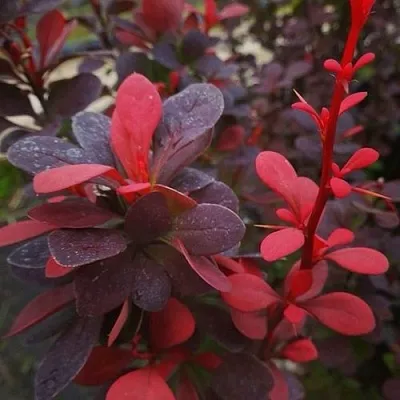 Барбарис РЕД ПИЛЛАР тунберга  Барбарис РЕД ПИЛЛАР тунберга в Новосибирске