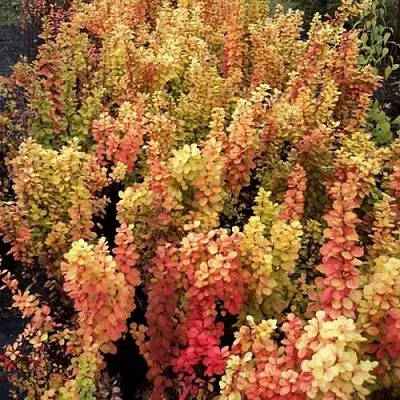 Барбарис САММЕР САНСЕТ тунберга  Барбарис САММЕР САНСЕТ тунберга в Новосибирске