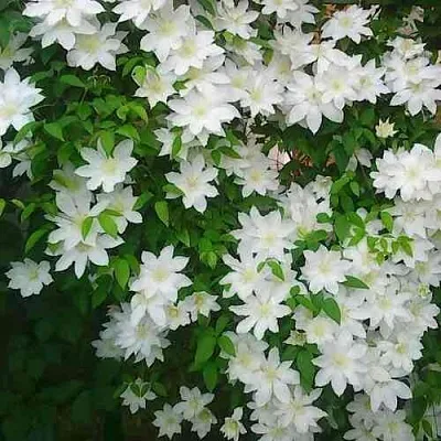 Клематис ТОКИ  Клематис ТОКИ в Новосибирске