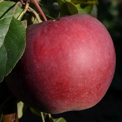 Яблоня БЕЛОРУССКОЕ СЛАДКОЕ в Новосибирске