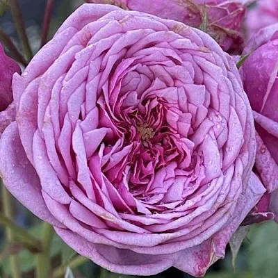 Саженцы роз ДЬЮРАНС АНСЬОН шраб в Новосибирске