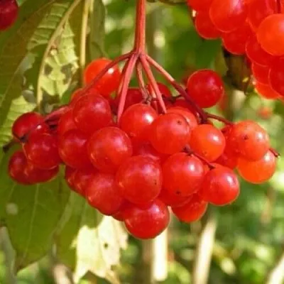 Калина ПАМЯТИ ВАЛЕНТИНЫ  Калина ПАМЯТИ ВАЛЕНТИНЫ в Новосибирске