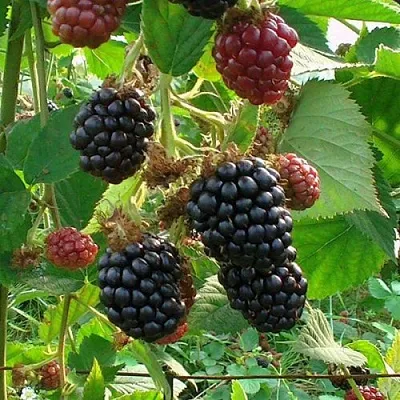 Ежевика ЧЕСТЕР бесшипная  Ежевика ЧЕСТЕР бесшипная в Новосибирске