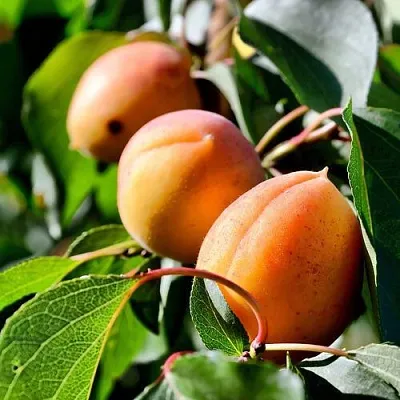 Абрикос БАЙ  Абрикос БАЙ в Новосибирске