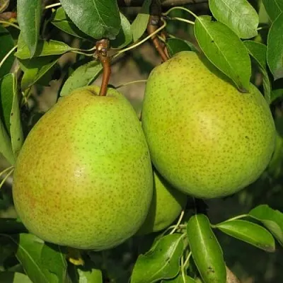 Груша НАЙТ-ВЕРТ колонновидная в Новосибирске