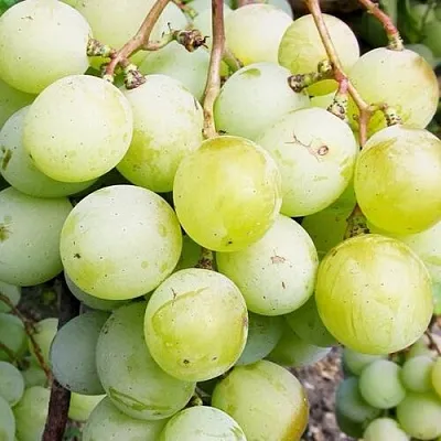 Виноград КЕША МУСКАТ в Новосибирске