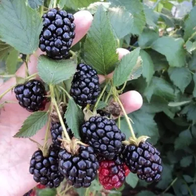 Ежевика ОУАЧИТА бесшипная — описание сорта Ежевика ОУАЧИТА бесшипная в Новосибирске