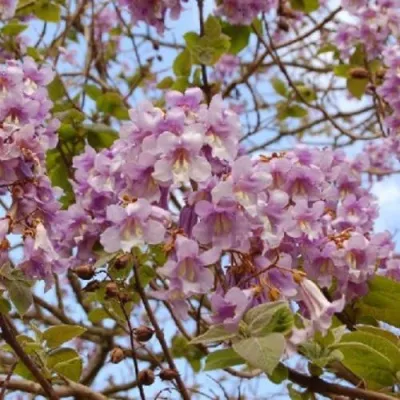 Павлония ПАО ТОГН Z07 — описание сорта Павлония ПАО ТОГН Z07 в Новосибирске