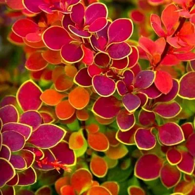 Барбарис ОРАНЖ САНРАЙЗ тунберга  Барбарис ОРАНЖ САНРАЙЗ тунберга в Новосибирске