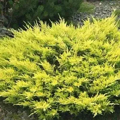 Можжевельник ЛАЙМ ГЛОУ горизонтальный в Новосибирске