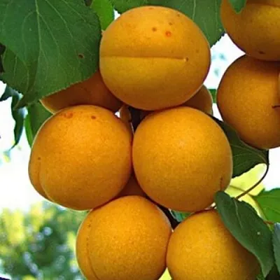 Абрикос ОНТАРИО  Абрикос ОНТАРИО в Новосибирске