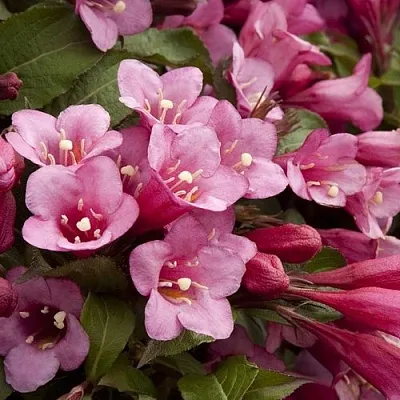 Вейгела ФЛОРИДА в Новосибирске