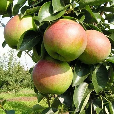 Груша КУПАЛА в Новосибирске