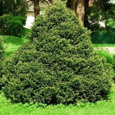 Ель ОЛЕНДОРФИ обыкновенная в Новосибирске