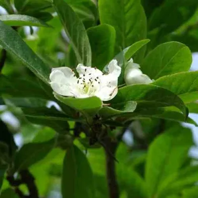 МУШМУЛА  в Новосибирске