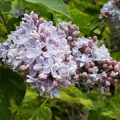 Сирень АУКУБАФОЛИЯ  Сирень АУКУБАФОЛИЯ в Новосибирске