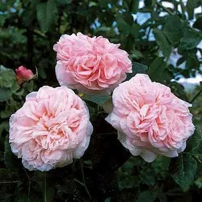 Саженцы роз КЛЭР РОУЗ английская в Новосибирске