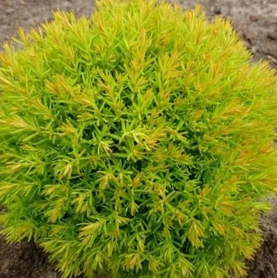 Туя АННИЕК западная в Новосибирске