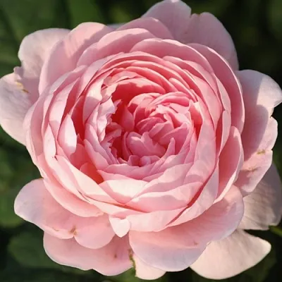 Саженцы роз КУИН ОФ СУИДЕН английская  Саженцы роз КУИН ОФ СУИДЕН английская в Новосибирске